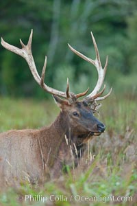 Roosevelt elk, adult bull male with large antlers.  Roosevelt elk grow to 10' and 1300 lb, eating grasses, sedges and various berries, inhabiting the coastal rainforests of the Pacific Northwest, Cervus canadensis roosevelti, Redwood National Park, California