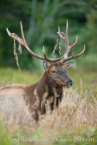 Roosevelt elk, adult bull male with large antlers. This bull elk has recently shed the velvet that covers its antlers. While an antler is growing, it is covered with highly vascular skin called velvet, which supplies oxygen and nutrients to the growing bone; once the antler has achieved its full size, the velvet is lost and the antler's bone dies. This dead bone structure is the mature antler, which is itself shed after each mating season. Roosevelt elk grow to 10' and 1300 lb, eating grasses, sedges and various berries, inhabiting the coastal rainforests of the Pacific Northwest, Cervus canadensis roosevelti, Redwood National Park, California