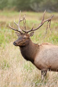 Roosevelt elk, adult bull male with large antlers.  This bull elk has recently shed the velvet that covers its antlers. While an antler is growing, it is covered with highly vascular skin called velvet, which supplies oxygen and nutrients to the growing bone; once the antler has achieved its full size, the velvet is lost and the antler's bone dies. This dead bone structure is the mature antler, which is itself shed after each mating season. Roosevelt elk grow to 10' and 1300 lb, eating grasses, sedges and various berries, inhabiting the coastal rainforests of the Pacific Northwest.