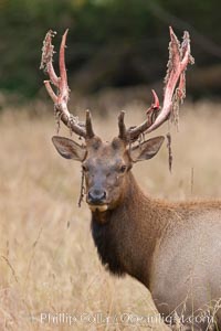 Roosevelt elk, adult bull male with large antlers.  This bull elk has recently shed the velvet that covers its antlers. While an antler is growing, it is covered with highly vascular skin called velvet, which supplies oxygen and nutrients to the growing bone; once the antler has achieved its full size, the velvet is lost and the antler's bone dies. This dead bone structure is the mature antler, which is itself shed after each mating season. Roosevelt elk grow to 10' and 1300 lb, eating grasses, sedges and various berries, inhabiting the coastal rainforests of the Pacific Northwest, Cervus canadensis roosevelti, Redwood National Park, California