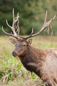 Roosevelt elk, adult bull male with large antlers.  This bull elk has recently shed the velvet that covers its antlers. While an antler is growing, it is covered with highly vascular skin called velvet, which supplies oxygen and nutrients to the growing bone; once the antler has achieved its full size, the velvet is lost and the antler's bone dies. This dead bone structure is the mature antler, which is itself shed after each mating season. Roosevelt elk grow to 10' and 1300 lb, eating grasses, sedges and various berries, inhabiting the coastal rainforests of the Pacific Northwest.