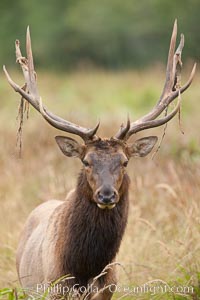 Roosevelt elk, adult bull male with large antlers.  This bull elk has recently shed the velvet that covers its antlers. While an antler is growing, it is covered with highly vascular skin called velvet, which supplies oxygen and nutrients to the growing bone; once the antler has achieved its full size, the velvet is lost and the antler's bone dies. This dead bone structure is the mature antler, which is itself shed after each mating season. Roosevelt elk grow to 10' and 1300 lb, eating grasses, sedges and various berries, inhabiting the coastal rainforests of the Pacific Northwest, Cervus canadensis roosevelti, Redwood National Park, California