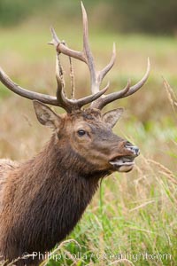 Roosevelt elk, adult bull male with large antlers.  This bull elk has recently shed the velvet that covers its antlers. While an antler is growing, it is covered with highly vascular skin called velvet, which supplies oxygen and nutrients to the growing bone; once the antler has achieved its full size, the velvet is lost and the antler's bone dies. This dead bone structure is the mature antler, which is itself shed after each mating season. Roosevelt elk grow to 10' and 1300 lb, eating grasses, sedges and various berries, inhabiting the coastal rainforests of the Pacific Northwest, Cervus canadensis roosevelti, Redwood National Park, California