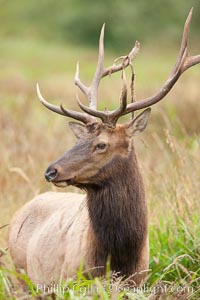 Roosevelt elk, adult bull male with large antlers.  This bull elk has recently shed the velvet that covers its antlers. While an antler is growing, it is covered with highly vascular skin called velvet, which supplies oxygen and nutrients to the growing bone; once the antler has achieved its full size, the velvet is lost and the antler's bone dies. This dead bone structure is the mature antler, which is itself shed after each mating season. Roosevelt elk grow to 10' and 1300 lb, eating grasses, sedges and various berries, inhabiting the coastal rainforests of the Pacific Northwest, Cervus canadensis roosevelti, Redwood National Park, California