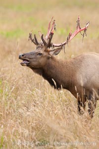 Roosevelt elk, adult bull male with large antlers.  This bull elk has recently shed the velvet that covers its antlers. While an antler is growing, it is covered with highly vascular skin called velvet, which supplies oxygen and nutrients to the growing bone; once the antler has achieved its full size, the velvet is lost and the antler's bone dies. This dead bone structure is the mature antler, which is itself shed after each mating season. Roosevelt elk grow to 10' and 1300 lb, eating grasses, sedges and various berries, inhabiting the coastal rainforests of the Pacific Northwest, Cervus canadensis roosevelti, Redwood National Park, California