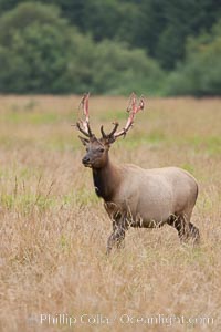 Roosevelt elk, adult bull male with large antlers.  This bull elk has recently shed the velvet that covers its antlers. While an antler is growing, it is covered with highly vascular skin called velvet, which supplies oxygen and nutrients to the growing bone; once the antler has achieved its full size, the velvet is lost and the antler's bone dies. This dead bone structure is the mature antler, which is itself shed after each mating season. Roosevelt elk grow to 10' and 1300 lb, eating grasses, sedges and various berries, inhabiting the coastal rainforests of the Pacific Northwest, Cervus canadensis roosevelti, Redwood National Park, California