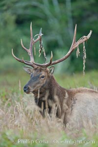 Roosevelt elk, adult bull male with large antlers.  This bull elk has recently shed the velvet that covers its antlers. While an antler is growing, it is covered with highly vascular skin called velvet, which supplies oxygen and nutrients to the growing bone; once the antler has achieved its full size, the velvet is lost and the antler's bone dies. This dead bone structure is the mature antler, which is itself shed after each mating season. Roosevelt elk grow to 10' and 1300 lb, eating grasses, sedges and various berries, inhabiting the coastal rainforests of the Pacific Northwest, Cervus canadensis roosevelti, Redwood National Park, California