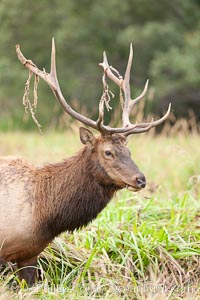 Roosevelt elk, adult bull male with large antlers.  This bull elk has recently shed the velvet that covers its antlers. While an antler is growing, it is covered with highly vascular skin called velvet, which supplies oxygen and nutrients to the growing bone; once the antler has achieved its full size, the velvet is lost and the antler's bone dies. This dead bone structure is the mature antler, which is itself shed after each mating season. Roosevelt elk grow to 10' and 1300 lb, eating grasses, sedges and various berries, inhabiting the coastal rainforests of the Pacific Northwest, Cervus canadensis roosevelti, Redwood National Park, California