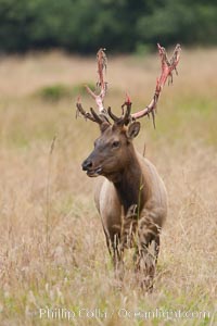 Roosevelt elk, adult bull male with large antlers.  This bull elk has recently shed the velvet that covers its antlers. While an antler is growing, it is covered with highly vascular skin called velvet, which supplies oxygen and nutrients to the growing bone; once the antler has achieved its full size, the velvet is lost and the antler's bone dies. This dead bone structure is the mature antler, which is itself shed after each mating season. Roosevelt elk grow to 10' and 1300 lb, eating grasses, sedges and various berries, inhabiting the coastal rainforests of the Pacific Northwest, Cervus canadensis roosevelti, Redwood National Park, California