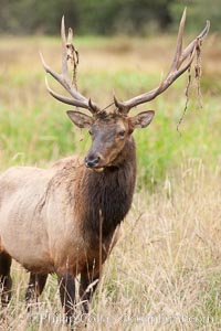 Roosevelt elk, adult bull male with large antlers.  This bull elk has recently shed the velvet that covers its antlers. While an antler is growing, it is covered with highly vascular skin called velvet, which supplies oxygen and nutrients to the growing bone; once the antler has achieved its full size, the velvet is lost and the antler's bone dies. This dead bone structure is the mature antler, which is itself shed after each mating season. Roosevelt elk grow to 10' and 1300 lb, eating grasses, sedges and various berries, inhabiting the coastal rainforests of the Pacific Northwest, Cervus canadensis roosevelti, Redwood National Park, California