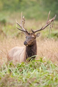 Roosevelt elk, adult bull male with large antlers.  This bull elk has recently shed the velvet that covers its antlers. While an antler is growing, it is covered with highly vascular skin called velvet, which supplies oxygen and nutrients to the growing bone; once the antler has achieved its full size, the velvet is lost and the antler's bone dies. This dead bone structure is the mature antler, which is itself shed after each mating season. Roosevelt elk grow to 10' and 1300 lb, eating grasses, sedges and various berries, inhabiting the coastal rainforests of the Pacific Northwest, Cervus canadensis roosevelti, Redwood National Park, California