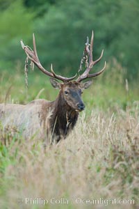 Roosevelt elk, adult bull male with large antlers.  This bull elk has recently shed the velvet that covers its antlers. While an antler is growing, it is covered with highly vascular skin called velvet, which supplies oxygen and nutrients to the growing bone; once the antler has achieved its full size, the velvet is lost and the antler's bone dies. This dead bone structure is the mature antler, which is itself shed after each mating season. Roosevelt elk grow to 10' and 1300 lb, eating grasses, sedges and various berries, inhabiting the coastal rainforests of the Pacific Northwest, Cervus canadensis roosevelti, Redwood National Park, California