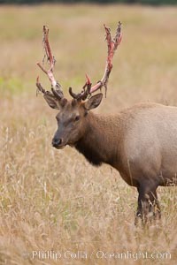 Roosevelt elk, adult bull male with large antlers.  This bull elk has recently shed the velvet that covers its antlers. While an antler is growing, it is covered with highly vascular skin called velvet, which supplies oxygen and nutrients to the growing bone; once the antler has achieved its full size, the velvet is lost and the antler's bone dies. This dead bone structure is the mature antler, which is itself shed after each mating season. Roosevelt elk grow to 10' and 1300 lb, eating grasses, sedges and various berries, inhabiting the coastal rainforests of the Pacific Northwest, Cervus canadensis roosevelti, Redwood National Park, California