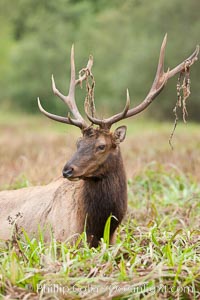 Roosevelt elk, adult bull male with large antlers.  This bull elk has recently shed the velvet that covers its antlers. While an antler is growing, it is covered with highly vascular skin called velvet, which supplies oxygen and nutrients to the growing bone; once the antler has achieved its full size, the velvet is lost and the antler's bone dies. This dead bone structure is the mature antler, which is itself shed after each mating season. Roosevelt elk grow to 10' and 1300 lb, eating grasses, sedges and various berries, inhabiting the coastal rainforests of the Pacific Northwest, Cervus canadensis roosevelti, Redwood National Park, California