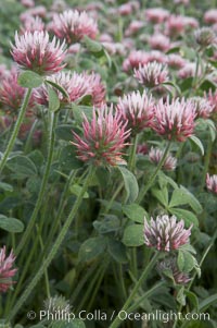 Rose clover blooms in spring, Trifolium hirtum, Carlsbad, California