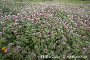 Rose clover blooms in spring, Trifolium hirtum, Carlsbad, California