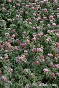 Rose clover blooms in spring, Trifolium hirtum, Carlsbad, California