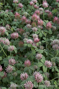 Rose clover blooms in spring, Trifolium hirtum, Carlsbad, California