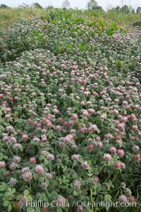 Rose clover blooms in spring, Trifolium hirtum, Carlsbad, California