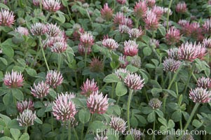 Rose clover blooms in spring, Trifolium hirtum, Carlsbad, California