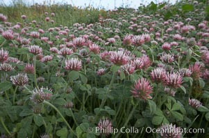 Rose clover blooms in spring, Trifolium hirtum, Carlsbad, California