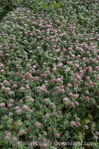 Rose clover blooms in spring, Trifolium hirtum, Carlsbad, California