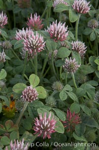 Rose clover blooms in spring, Trifolium hirtum, Carlsbad, California