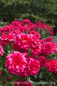 Roses, Victoria, British Columbia, Canada