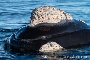 Rostrum and callosities of southern right whale, Eubalaena australis. Whale lice can be seen attached to the collosities, which are patches of thickened keratinized tissue, like calluses (thus the name).  The pattern of callosities on a right whale are unique and serve as a way to identify individuals throughout their lifetime, Eubalaena australis, Puerto Piramides, Chubut, Argentina