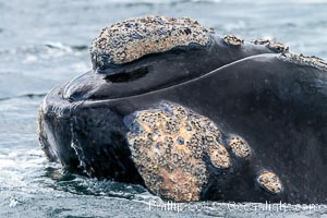 Rostrum and callosities of southern right whale, Eubalaena australis. Whale lice can be seen attached to the collosities, which are patches of thickened keratinized tissue, like calluses (thus the name).  The pattern of callosities on a right whale are unique and serve as a way to identify individuals throughout their lifetime, Eubalaena australis, Puerto Piramides, Chubut, Argentina