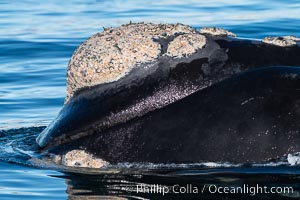 Rostrum and callosities of southern right whale, Eubalaena australis. Whale lice can be seen attached to the collosities, which are patches of thickened keratinized tissue, like calluses (thus the name).  The pattern of callosities on a right whale are unique and serve as a way to identify individuals throughout their lifetime, Eubalaena australis, Puerto Piramides, Chubut, Argentina