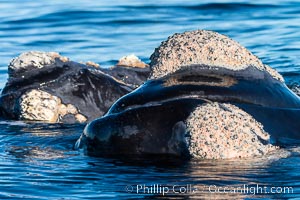 Rostrum and callosities of southern right whale, Eubalaena australis. Whale lice can be seen attached to the collosities, which are patches of thickened keratinized tissue, like calluses (thus the name).  The pattern of callosities on a right whale are unique and serve as a way to identify individuals throughout their lifetime, Eubalaena australis, Puerto Piramides, Chubut, Argentina