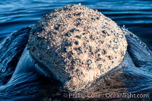 Rostrum and callosities of southern right whale, Eubalaena australis. Whale lice can be seen attached to the collosities, which are patches of thickened keratinized tissue, like calluses (thus the name).  The pattern of callosities on a right whale are unique and serve as a way to identify individuals throughout their lifetime, Eubalaena australis, Puerto Piramides, Chubut, Argentina