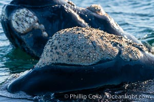 Rostrum and callosities of southern right whale, Eubalaena australis. Whale lice can be seen attached to the collosities, which are patches of thickened keratinized tissue, like calluses (thus the name).  The pattern of callosities on a right whale are unique and serve as a way to identify individuals throughout their lifetime, Eubalaena australis, Puerto Piramides, Chubut, Argentina