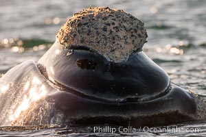 Rostrum and callosities of southern right whale, Eubalaena australis. Whale lice can be seen attached to the collosities, which are patches of thickened keratinized tissue, like calluses (thus the name).  The pattern of callosities on a right whale are unique and serve as a way to identify individuals throughout their lifetime, Eubalaena australis, Puerto Piramides, Chubut, Argentina