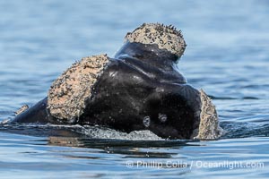 Rostrum and callosities of southern right whale, Eubalaena australis. Whale lice can be seen attached to the collosities, which are patches of thickened keratinized tissue, like calluses (thus the name).  The pattern of callosities on a right whale are unique and serve as a way to identify individuals throughout their lifetime. By permission of the Government of Argentina, Chubut, permit # 51 / 2025-SsCyA, Eubalaena australis, Puerto Piramides
