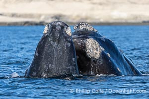 Rostrum and callosities of southern right whale, Eubalaena australis. Whale lice can be seen attached to the collosities, which are patches of thickened keratinized tissue, like calluses (thus the name).  The pattern of callosities on a right whale are unique and serve as a way to identify individuals throughout their lifetime. By permission of the Government of Argentina, Chubut, permit # 51 / 2025-SsCyA, Eubalaena australis, Puerto Piramides