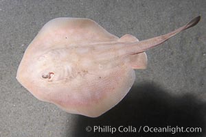 Round stingray, a common inhabitant of shallow sand flats, Urolophus halleri