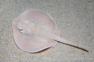 Round stingray, a common inhabitant of shallow sand flats, Urolophus halleri