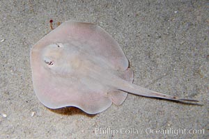 Round stingray, a common inhabitant of shallow sand flats, Urolophus halleri