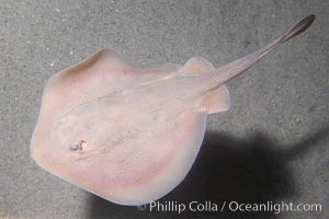 Round stingray, a common inhabitant of shallow sand flats, Urolophus halleri