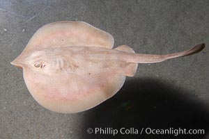 Round stingray, a common inhabitant of shallow sand flats, Urolophus halleri