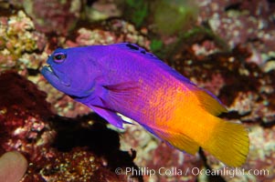 Royal gramma basslet, Gramma loreto