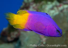 Royal gramma basslet, Gramma loreto