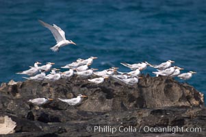 Royal terns, Great Isaac Island, Bahamas, Sterna maxima, Thalasseus maximus