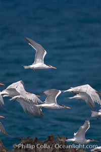 Royal terns, Sterna maxima, Thalasseus maximus, Great Isaac Island