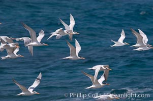 Royal terns, Sterna maxima, Thalasseus maximus, Great Isaac Island