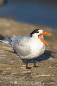 Royal tern, winter adult phase, Sterna maxima, Thalasseus maximus, La Jolla, California