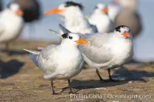 Royal tern, winter adult phase, Sterna maxima, La Jolla, California