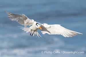 Royal Tern Banking in Flight with Wings Spread Wide, Sterna maxima, Thalasseus maximus, La Jolla, California